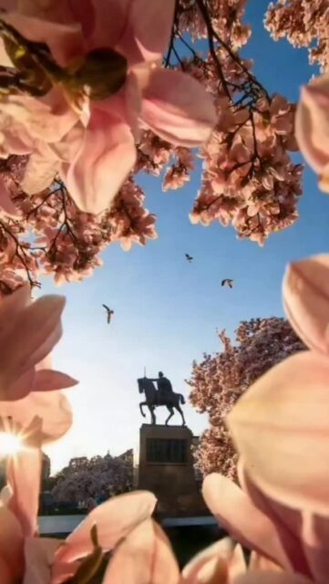 Magnolije na Trgu kralja Tomislava u Zagrebu su procvale i trenutno su najljepši photo spot u gradu. 🌸🌸🌸 Iduća dva tjedna idealna su za fotkanje 📸 Uhvati svoj kadar prije nego latice otpadnu. 😍