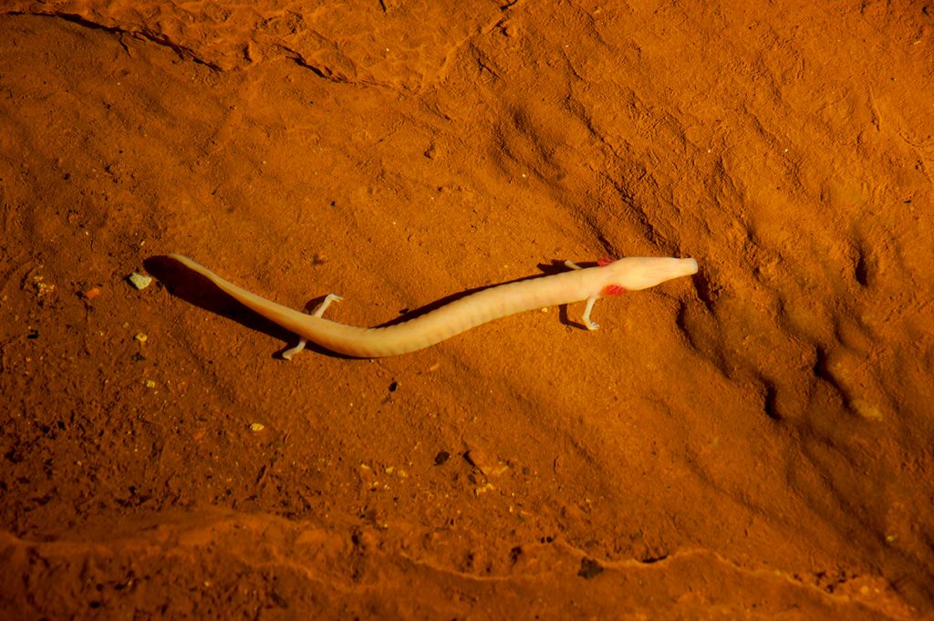 zaštićene životinje u Hrvatskoj čovječja ribica