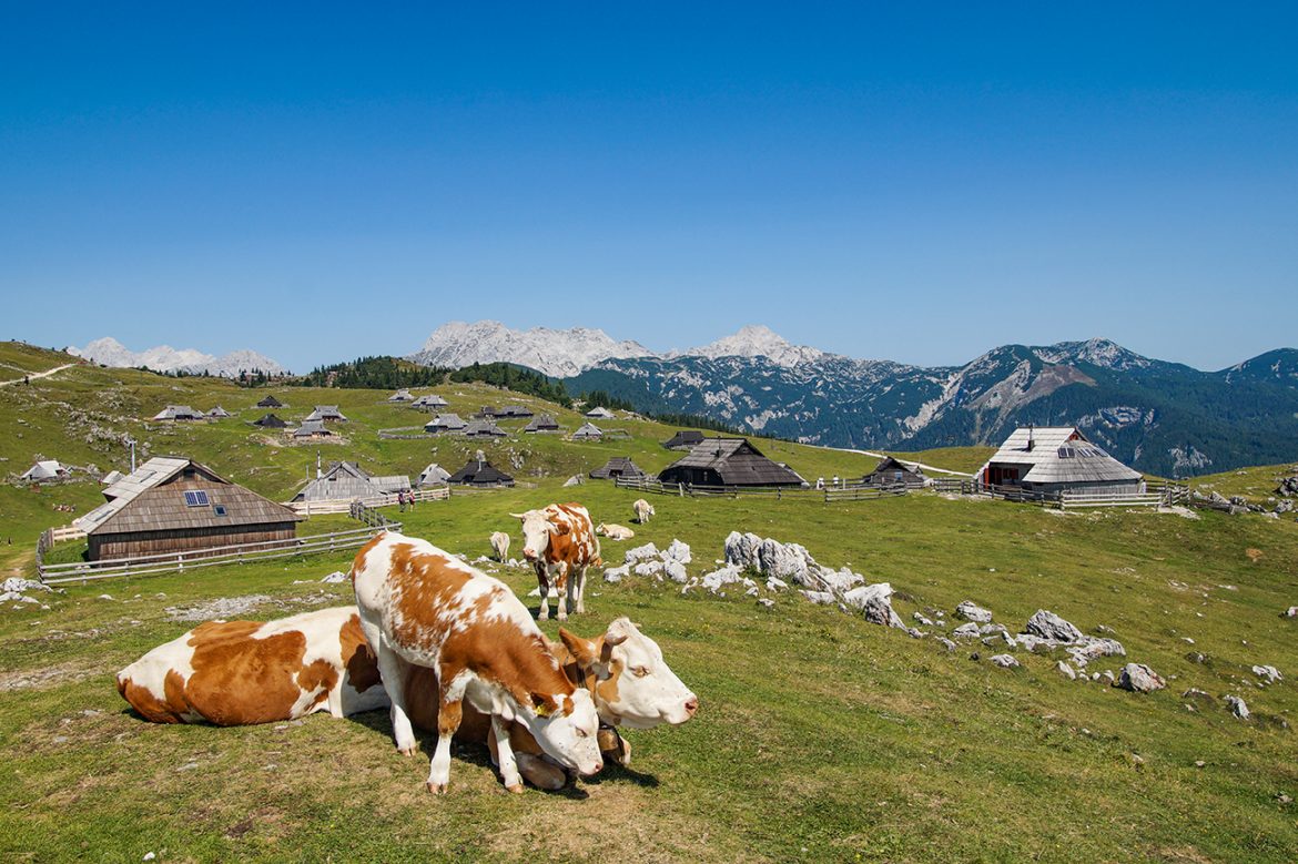 VelikaPlanina (13) cijena fotografije krave