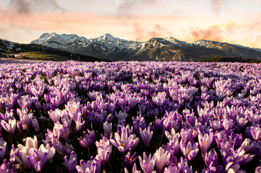 cijena fotografije velka planina