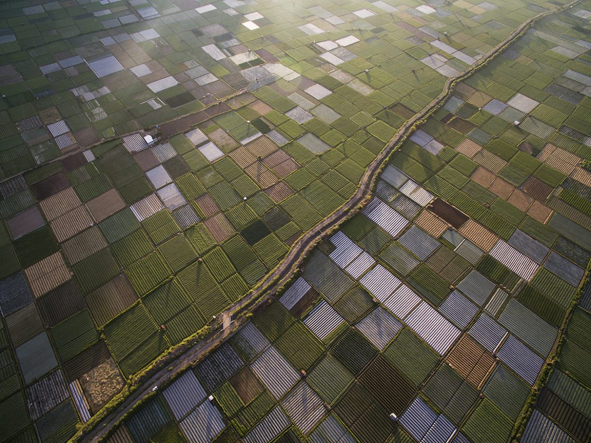 denga virus indonezija denga virus indonezija