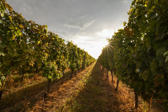 Sedam razloga za bijeg u Srijem i Slavoniju vinograd