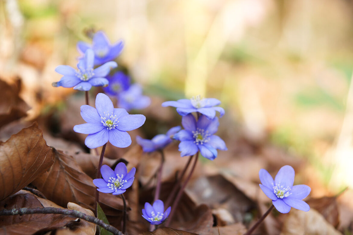 bioraznolikost bioraznolikost