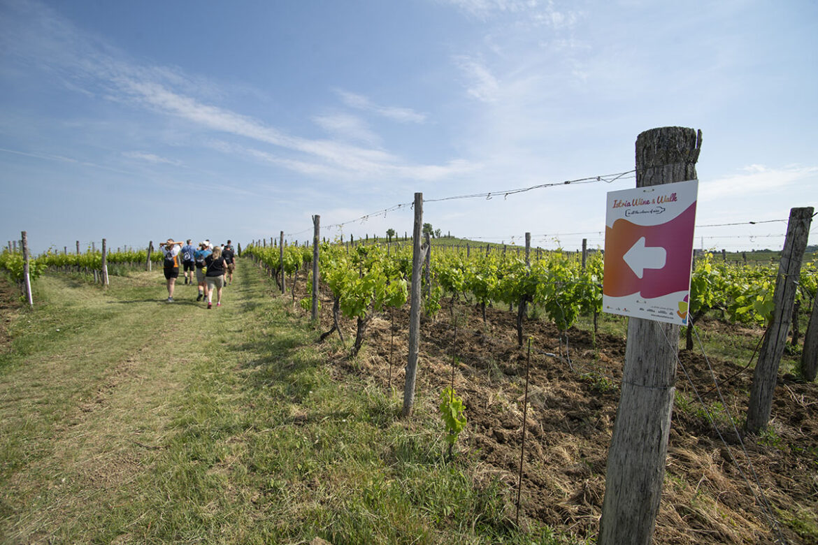 Istria Wine and walk Istria_wine_and_walk