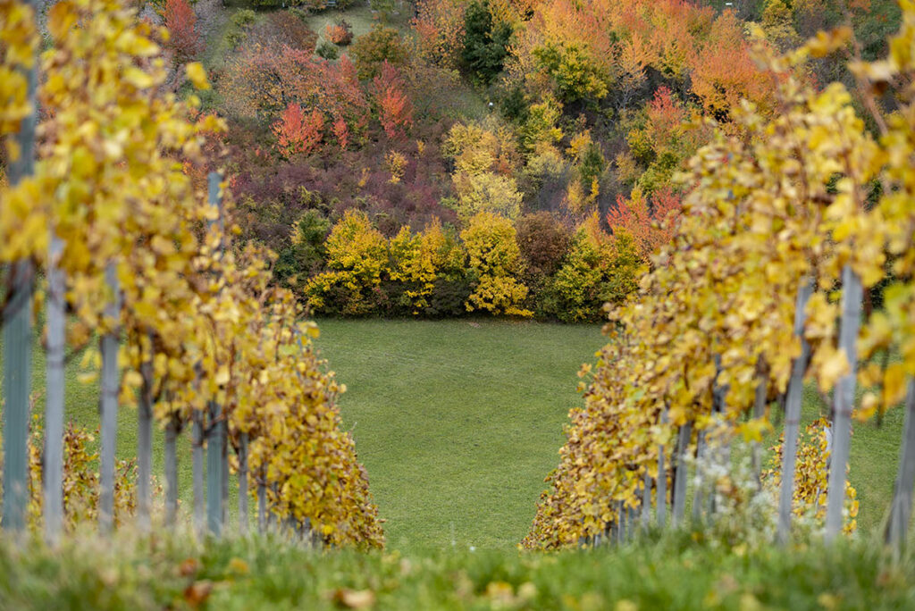 martinje vinograd jesen