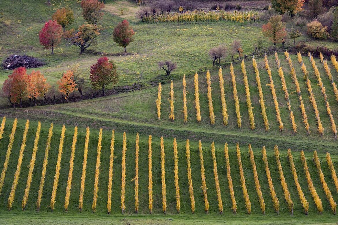 via vino naslovna vinograd