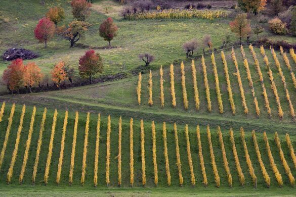 vinograd