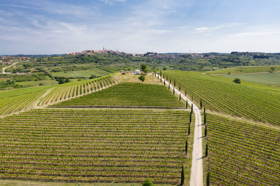 winewalk-istra-dron