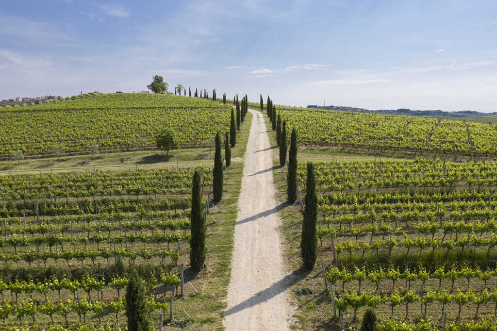 wine&walk vinogradi