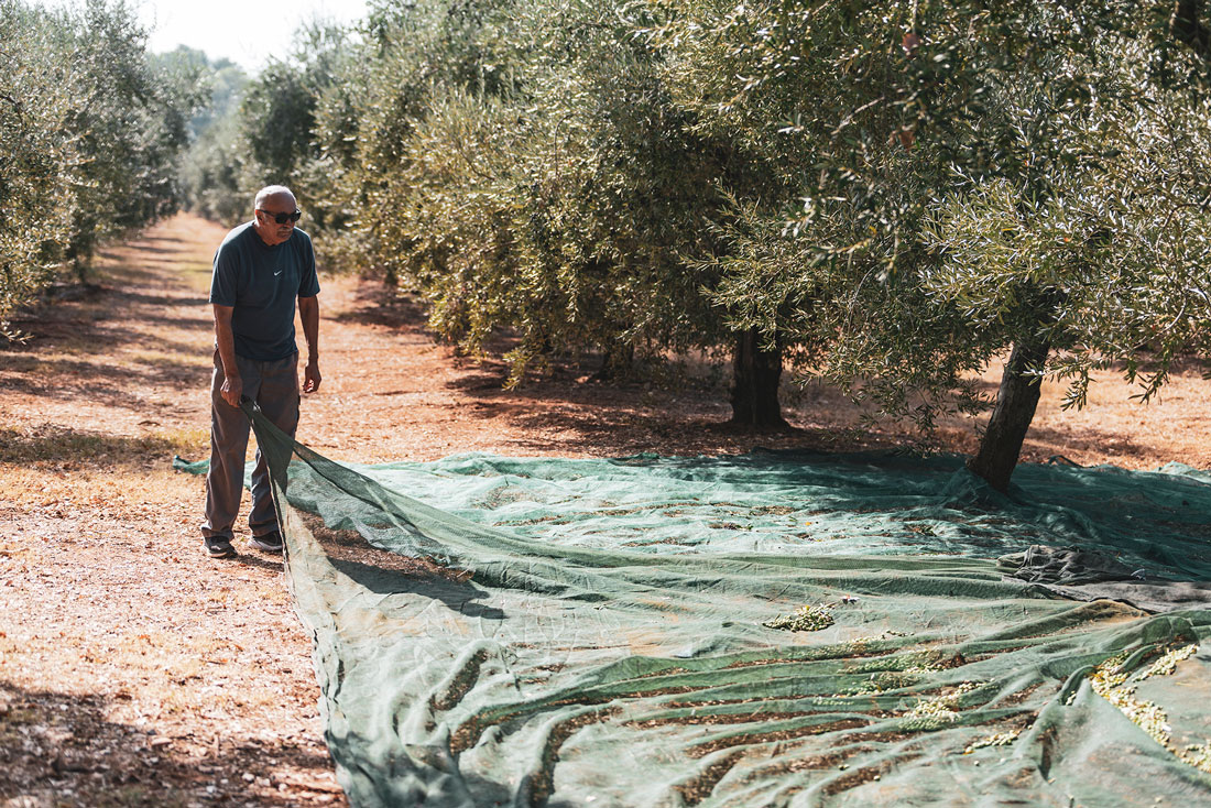 berba-maslina-vodnjan-domagoj-sever7