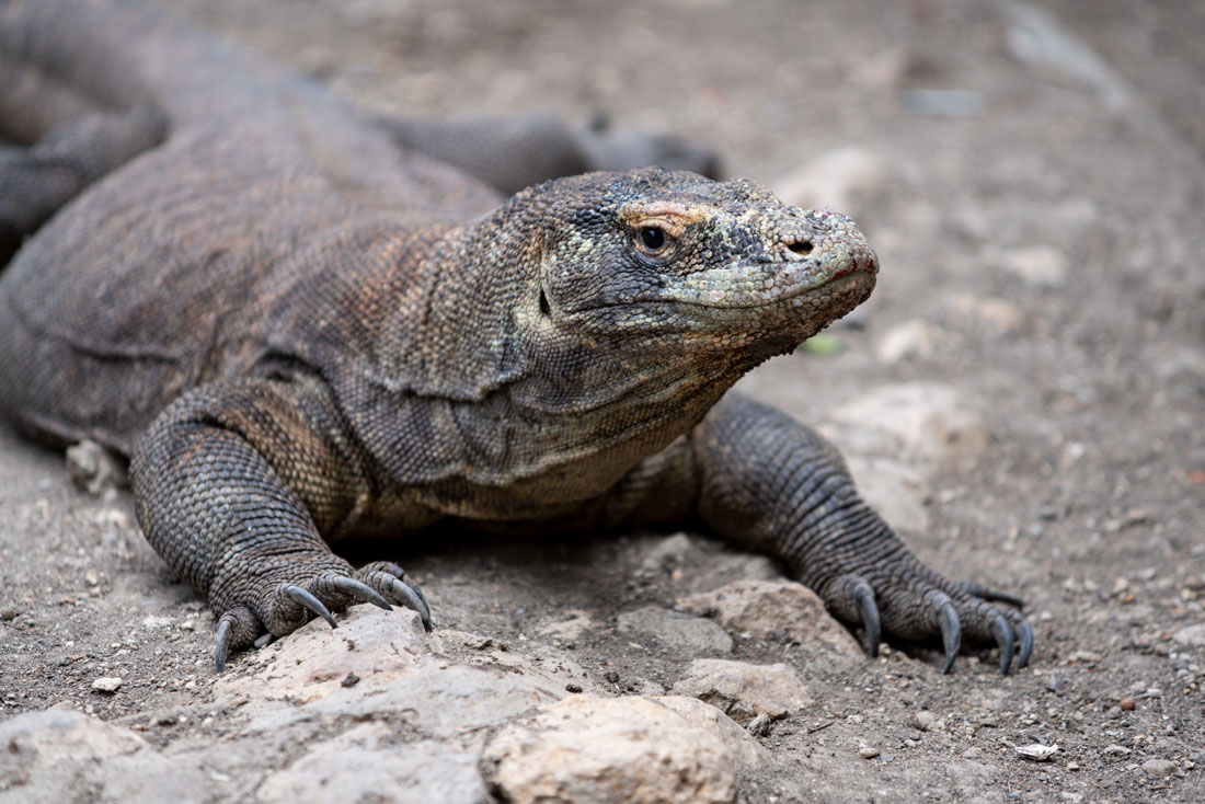 komodo-varan-5