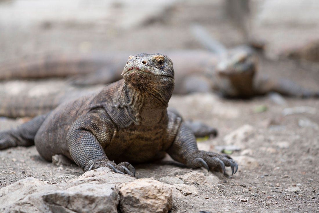 komodo-varan