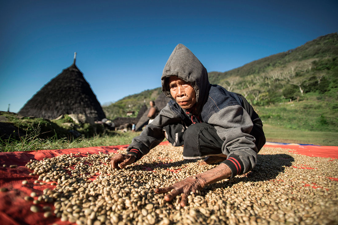 kopi-luwak-1 kopi-luwak-1
