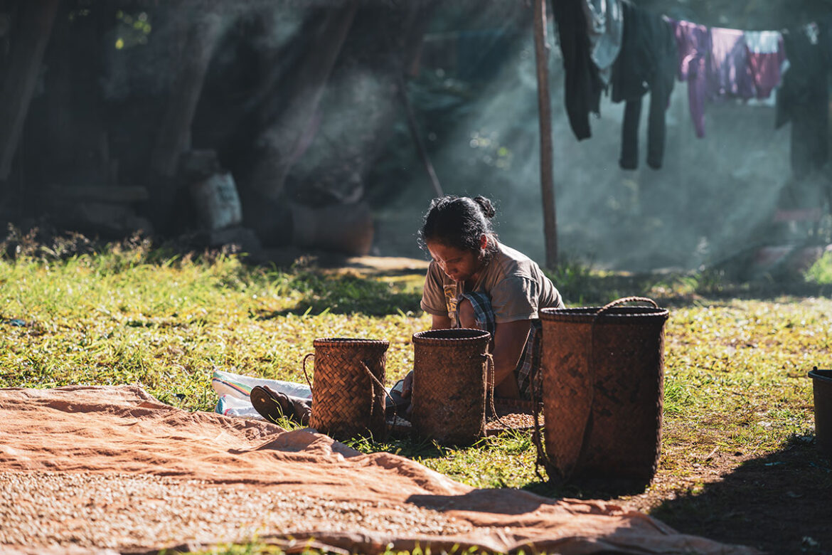 kopi-luwak-6 kopi-luwak-6