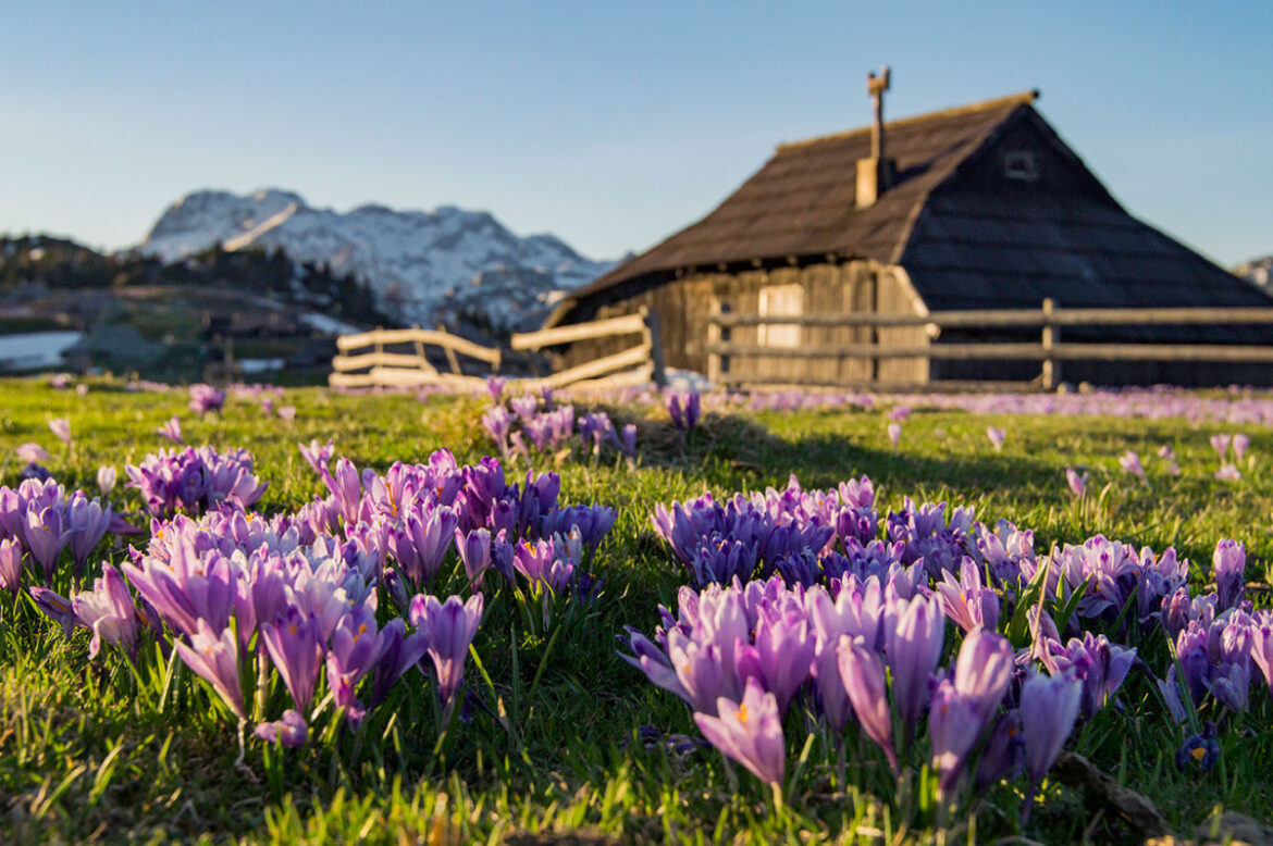 proljetni-izlet-Velika-Planina velika-planina
