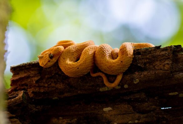 Costa_Rica_zmija