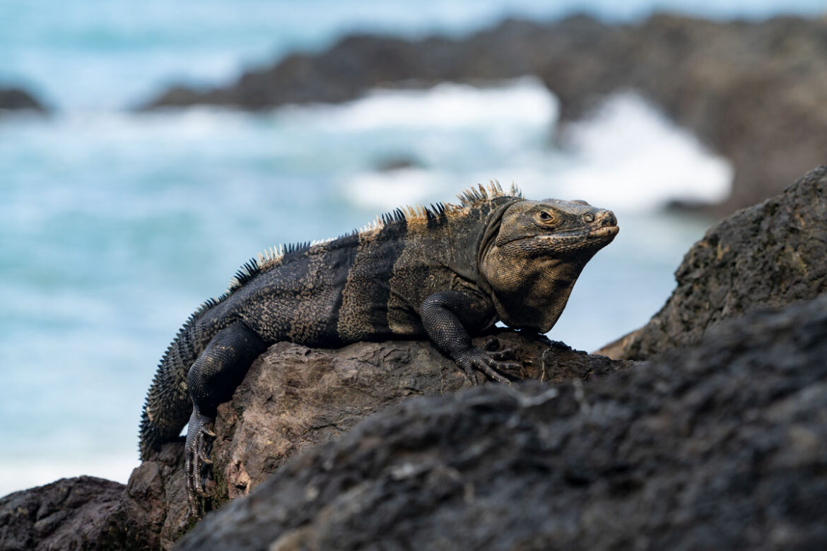 costa rica zoološki vrtovi