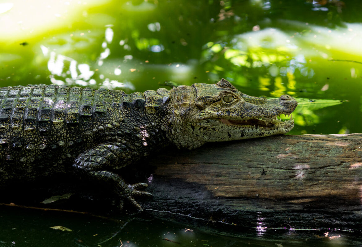 jaguar_rescue_centar