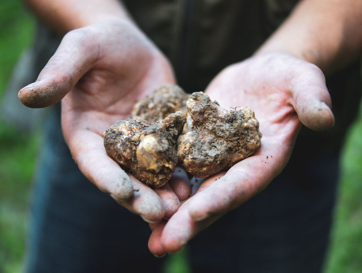 tartuf jesen u istri - bijeli tartuf