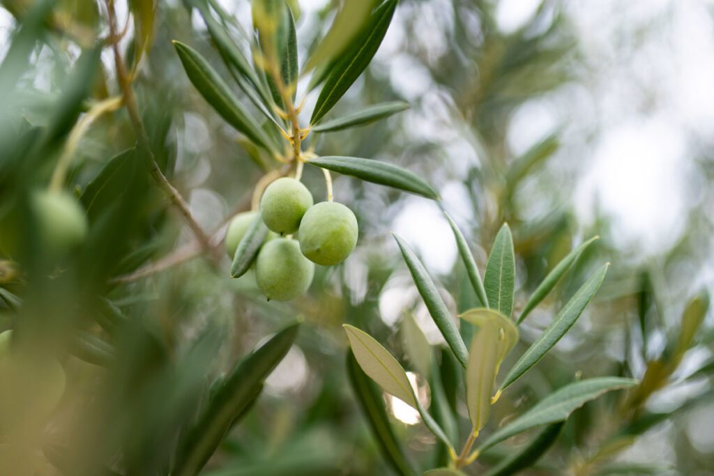 Muzej-uja-na-otoku-Braču-masline