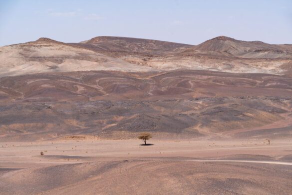 sahara drvo