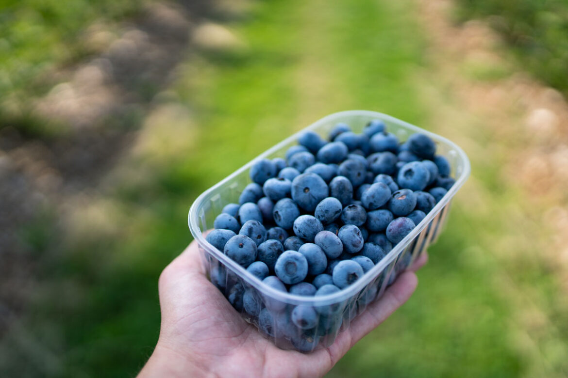 strudla_borovnica-1-1