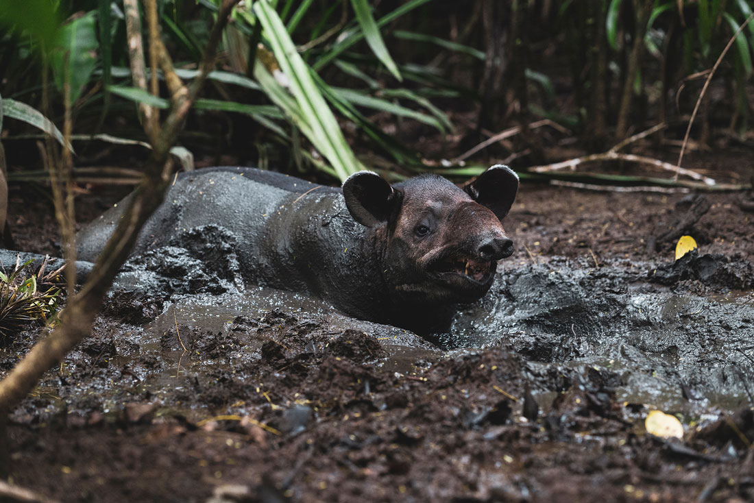 corcovado-tapir tapir