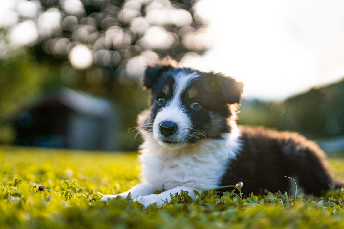 hrana-za-pse-naslovna švedska psi naslovna