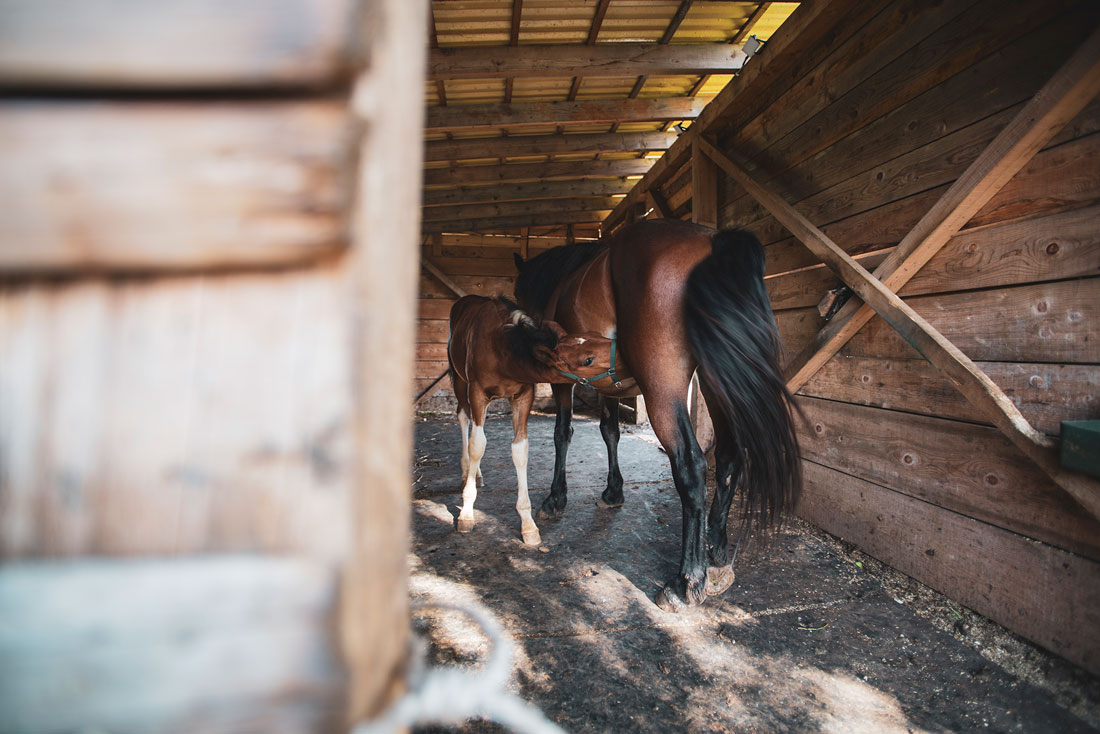 izlet-plitvice-konji izlet plitvice konji