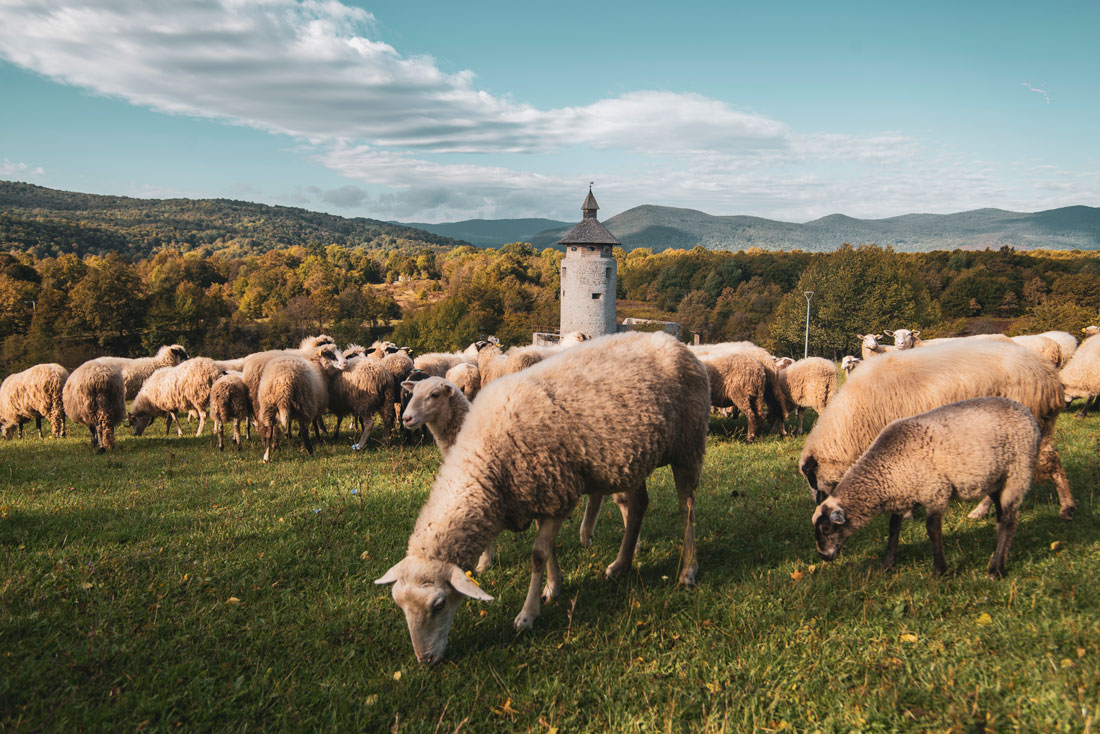 plitvice-izlet-ovce ovce
