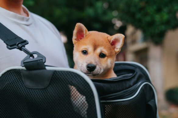 putovanje s kućnim ljubimcima dex ezekiel unsplash