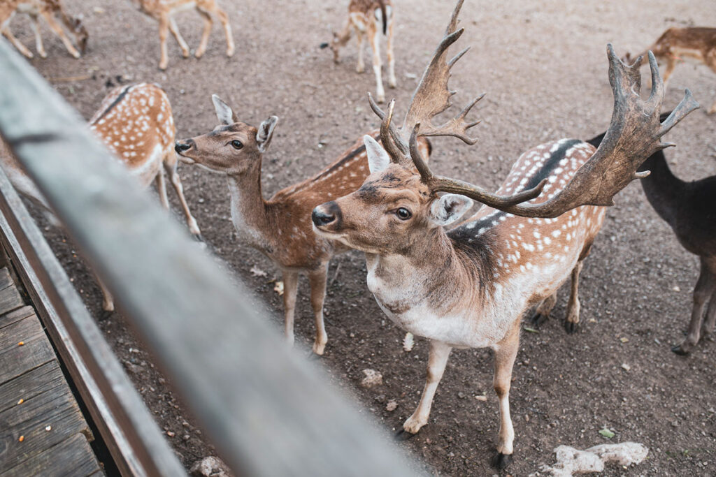 izletišta sa životinjama u Hrvatskoj ranch dolina jelena