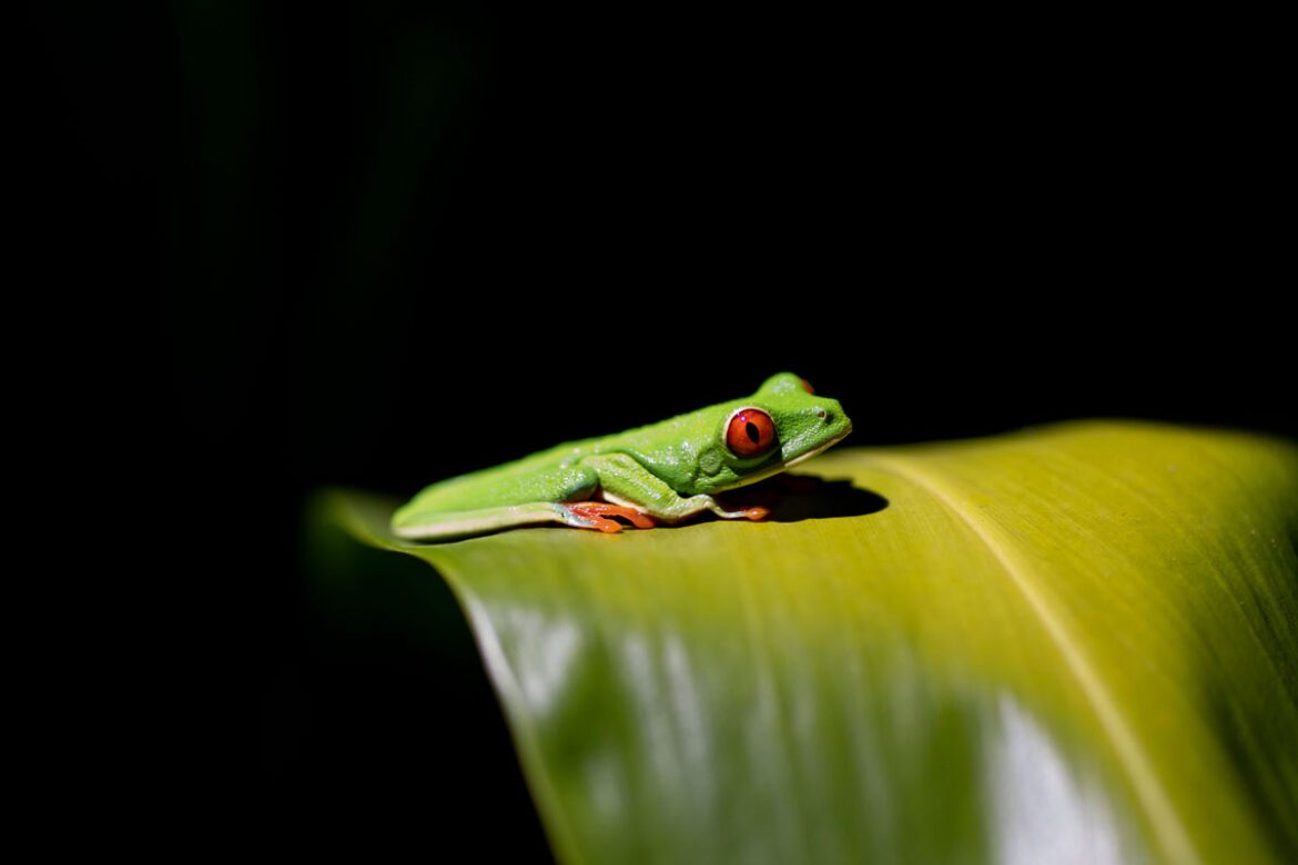 Costa-Rica-Zoološki-vrt-naslovna izložba fotografija Costa Rica žaba