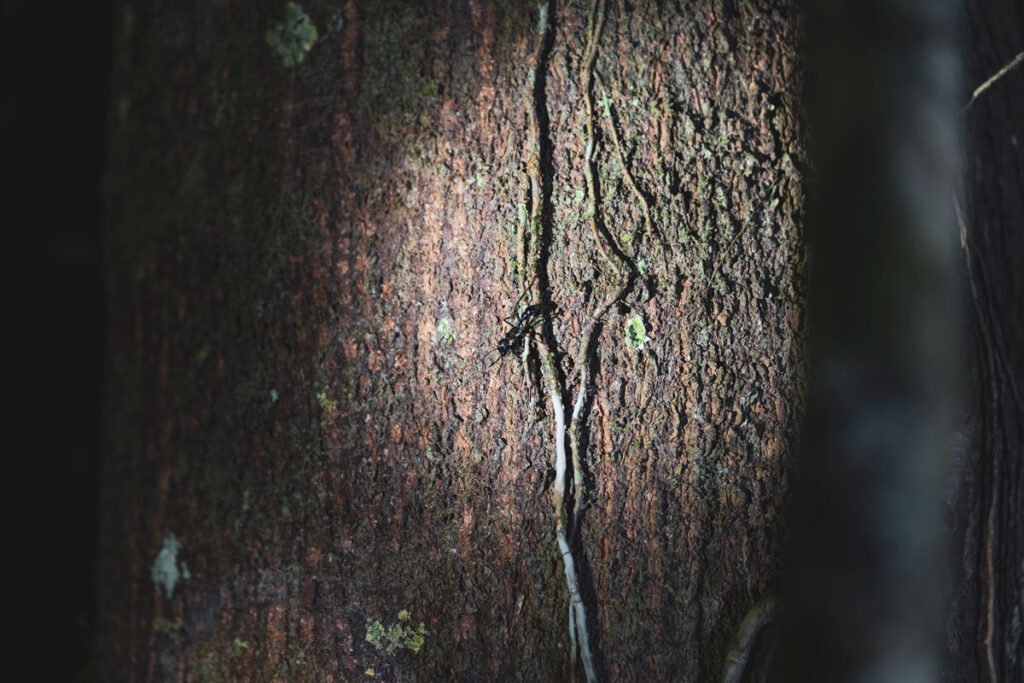 Paraponera clavata