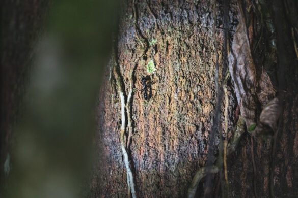 Paraponera-clavata-naslovna Paraponera clavata naslovna