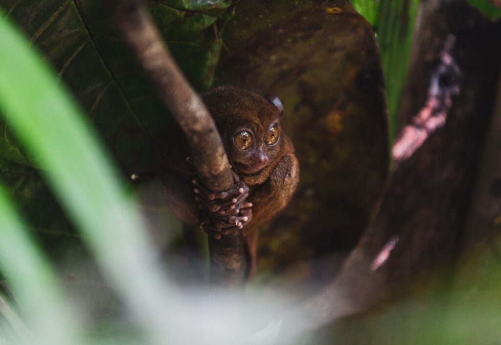 tarsier filipini