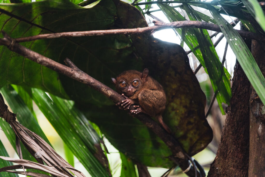 tarsier domagoj sever