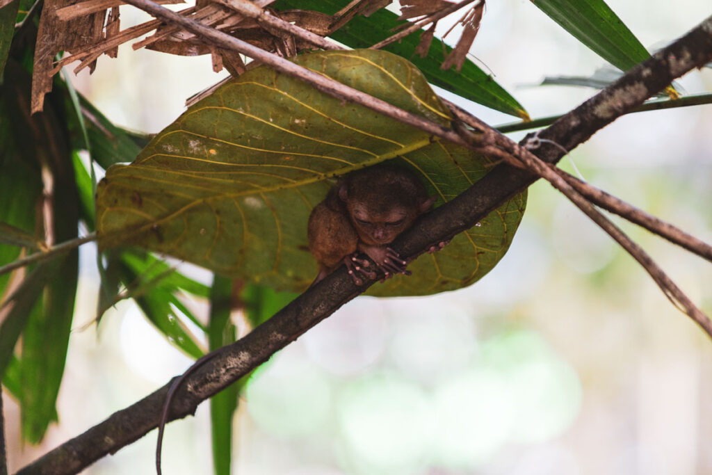 tarsier spava
