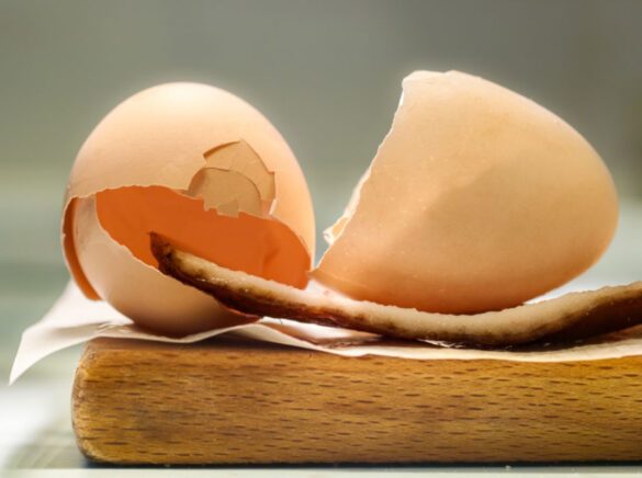 janko belaj naslovna