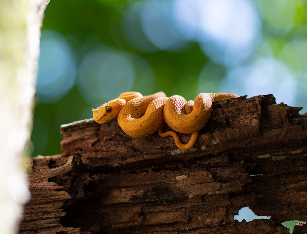 zemlje bez zmija domagoj sever yellow viper