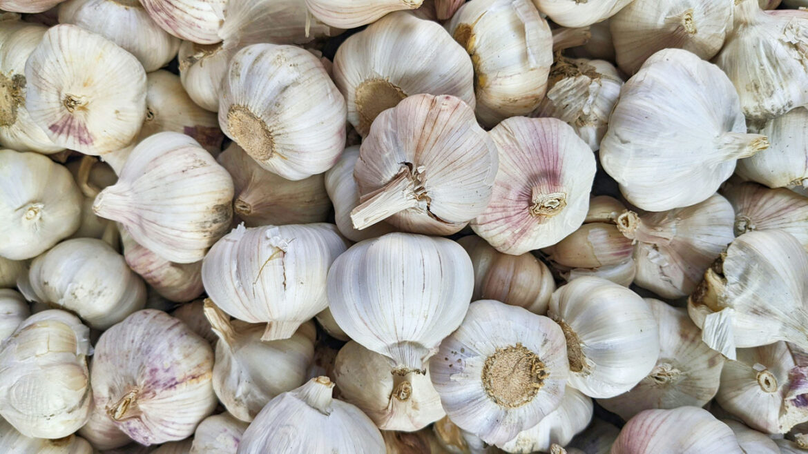 confit-od-češnajka-farah-alabbouch-unsplash confit-od-češnajka-farah-alabbouch-unsplash