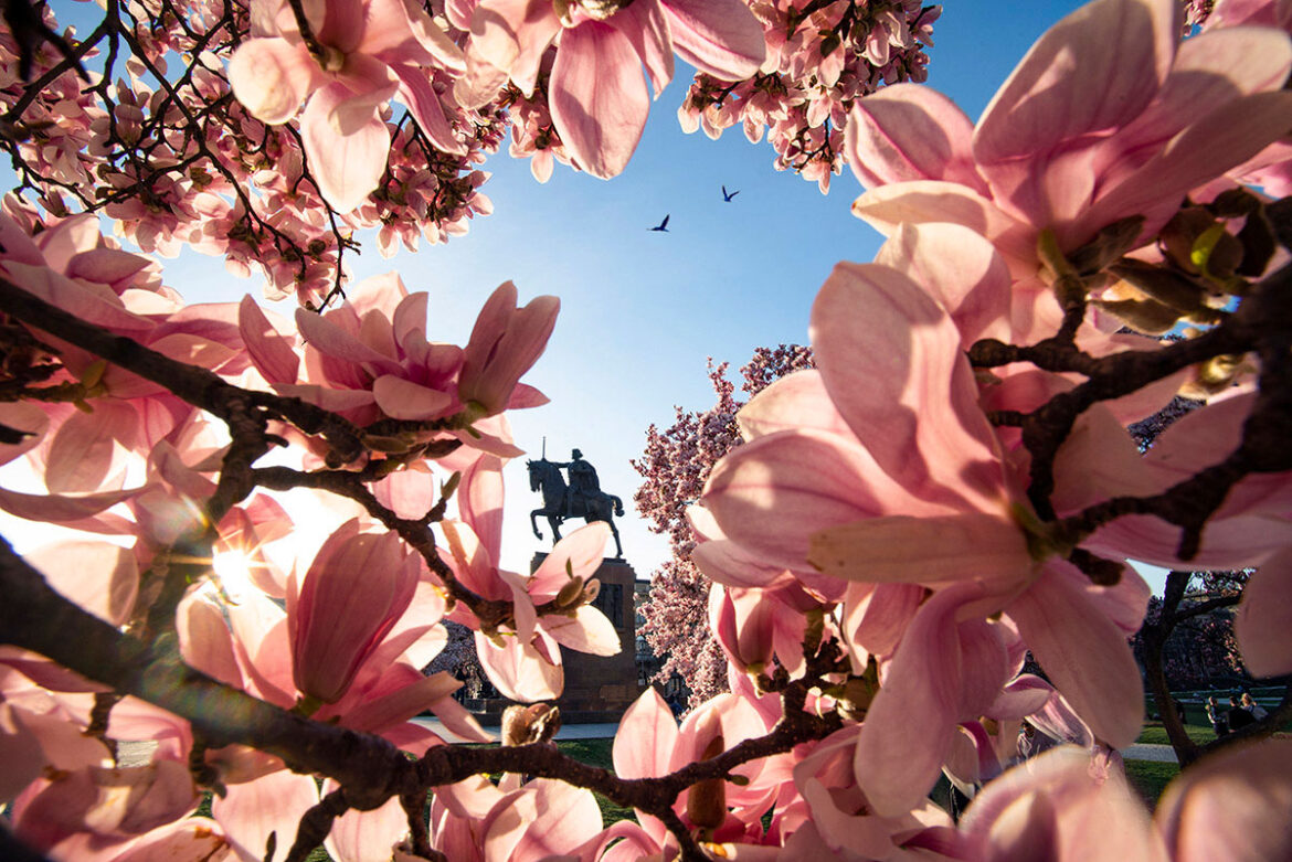 magnolija zagreb trg kralja tomislava