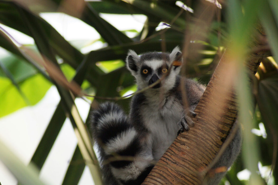 cibetke-lindy-noordhoek-unsplash https://unsplash.com/@studionoordhoek