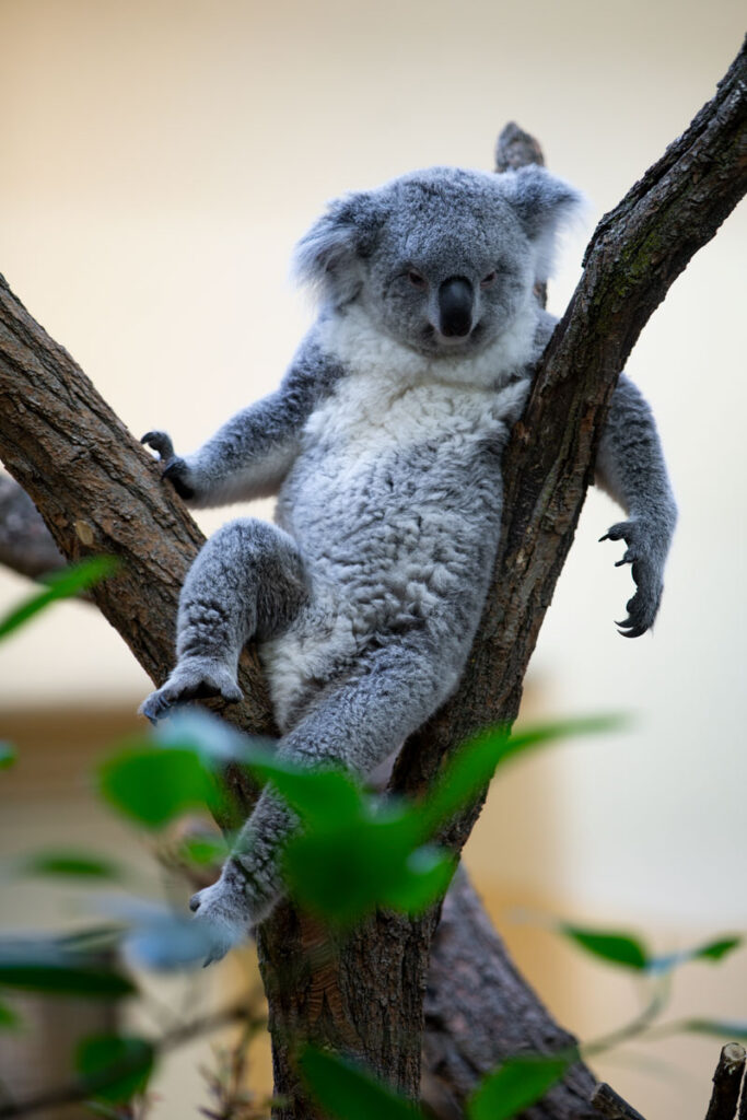koala