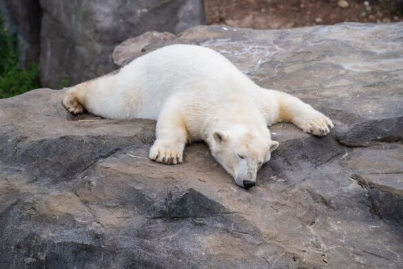 pairi daiza naslovna