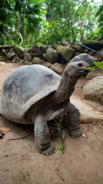 Divovske kornjače Sejšela, najsporiji i najšarmantniji stanovnici otoka 🐢🇸🇨