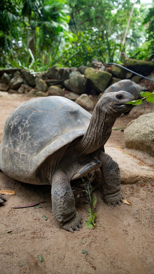 Divovske kornjače Sejšela, najsporiji i najšarmantniji stanovnici otoka 🐢🇸🇨