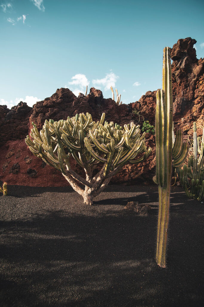 izložba-članova-Hrvatskog-društva-likovnih-umjetnika-lanzarote-kaktus