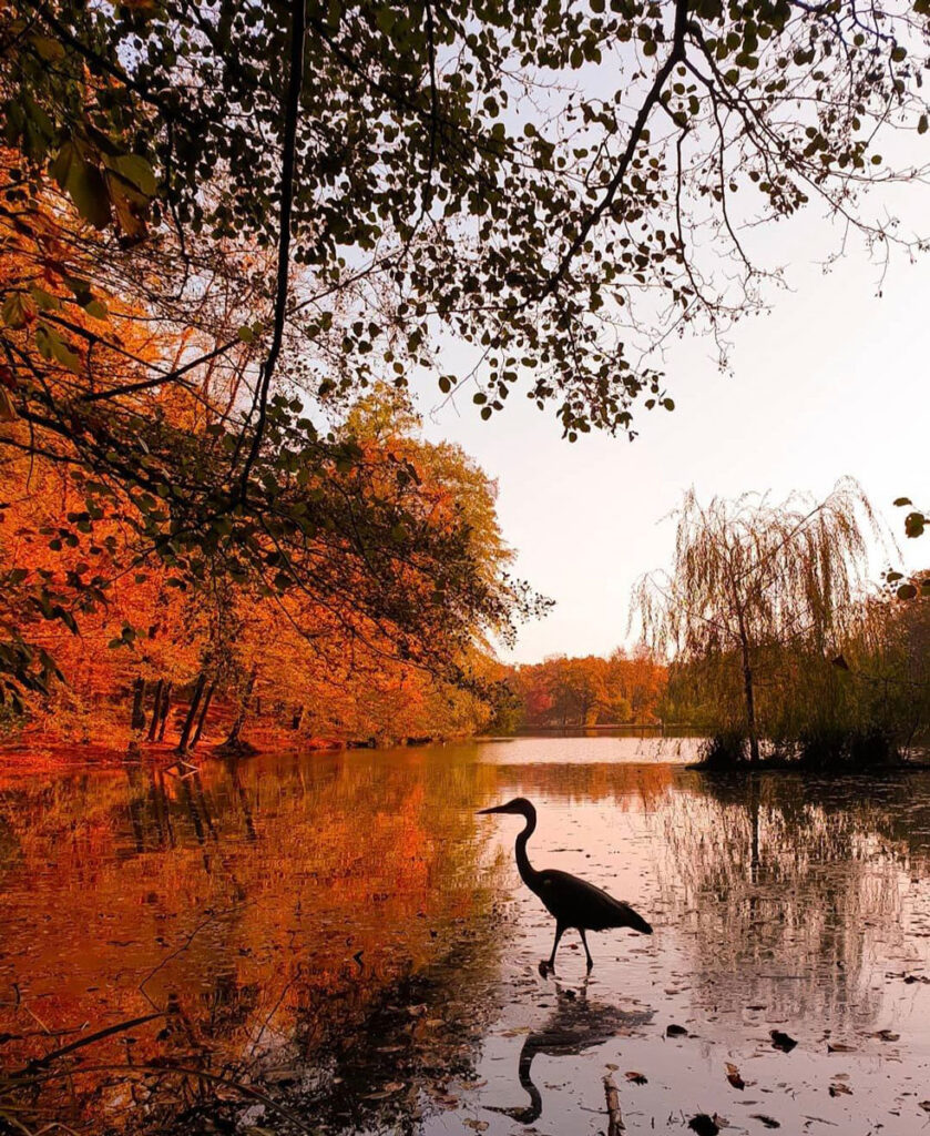 jesen proglašenje pobjednika denis toma