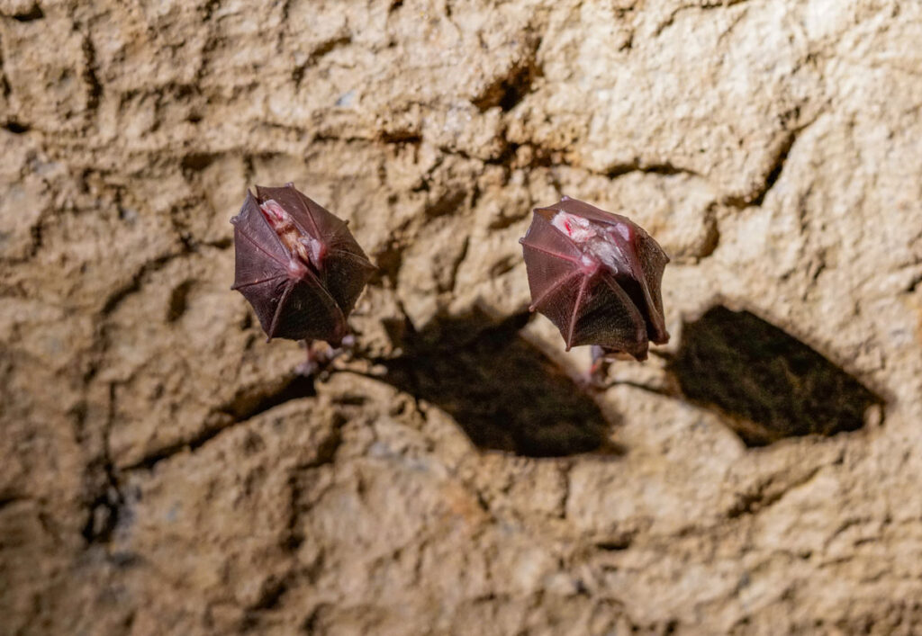 životinje zima šišmiši zagreb